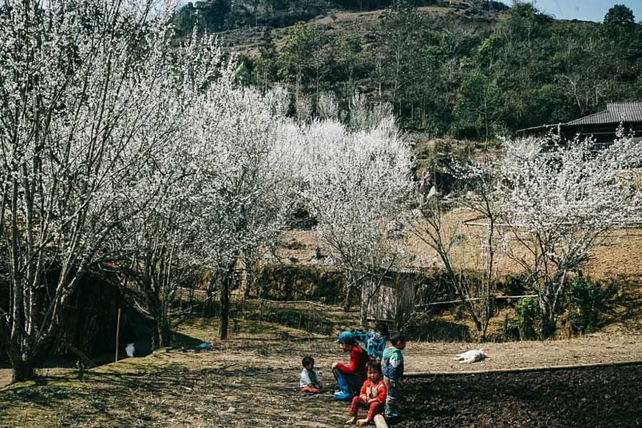 I fiori di pruno bianco sbocciano nell'altopiano di Bac Ha