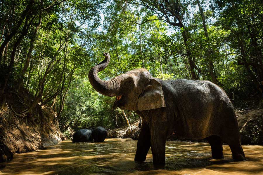 Foresta degli Elefanti di Kulen