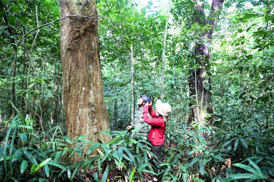 Foresta Primordiale di Ru Linh - Attrazione in Quang Tri