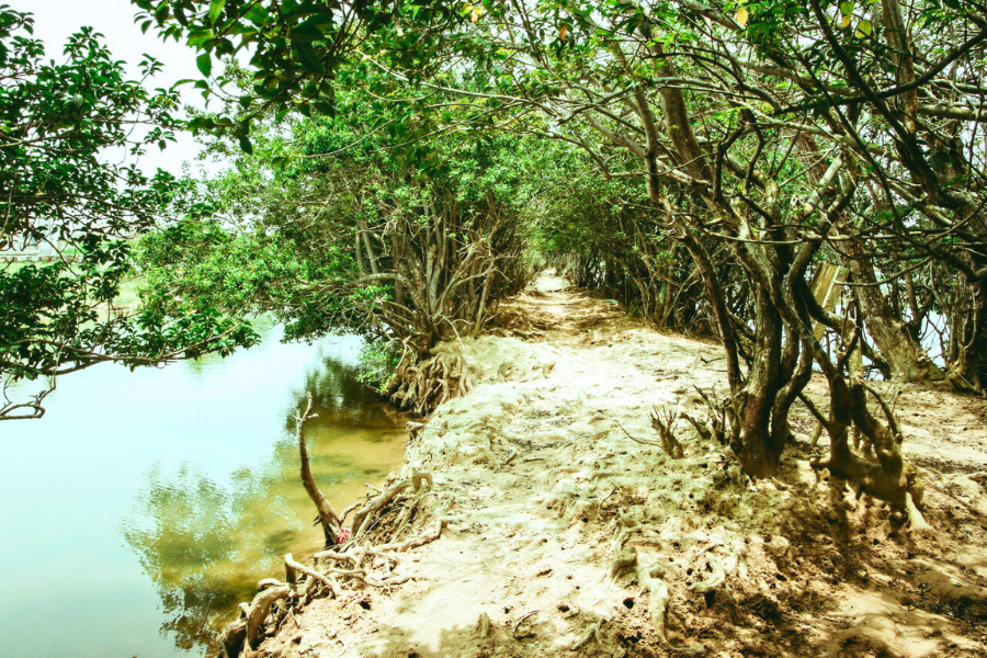 Foresta Primordiale di Ru Linh - Attrazione in Quang Tri
