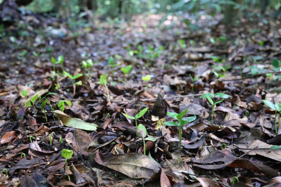 Foresta Primordiale di Ru Linh - Attrazione in Quang Tri