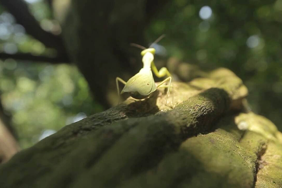 Foresta Primordiale di Ru Linh - Attrazione in Quang Tri