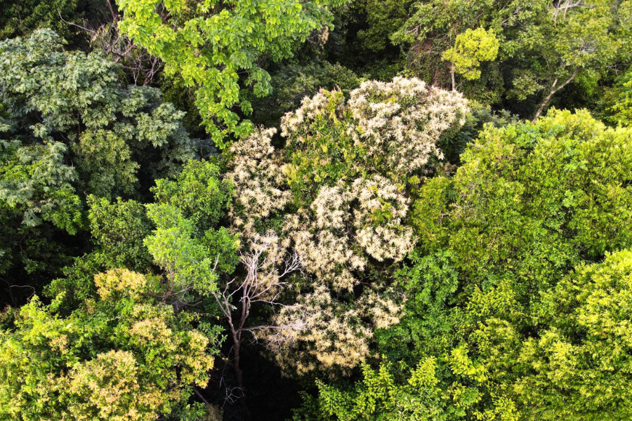 Foresta Primordiale di Ru Linh - Attrazione in Quang Tri