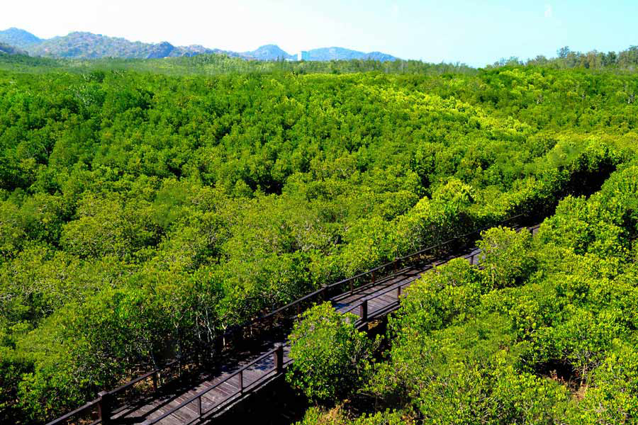 La vista verdeggiante della foresta di torbiere di Sirindhorn