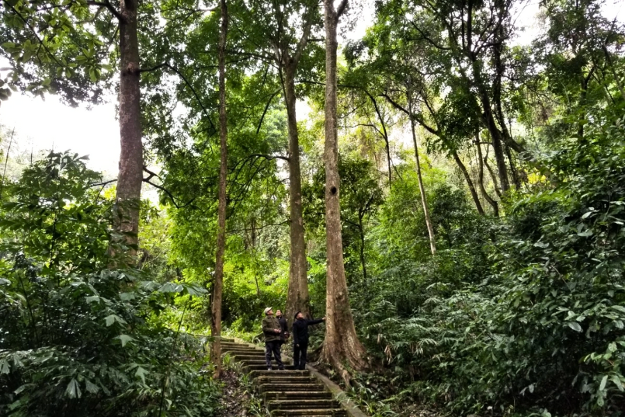 Foresta di Tran Hung Dao - Attrazione in Cao Bang