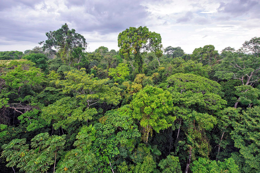 Le foreste tropicali al Parco di Mu Ko Chang