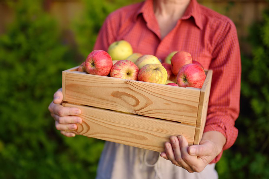 Visita i frutteti locali e assaggia la frutta fresca