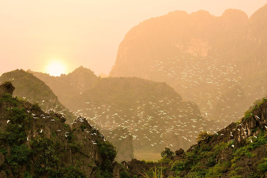 Giardino di uccelli di Thung Nham a Ninh Binh