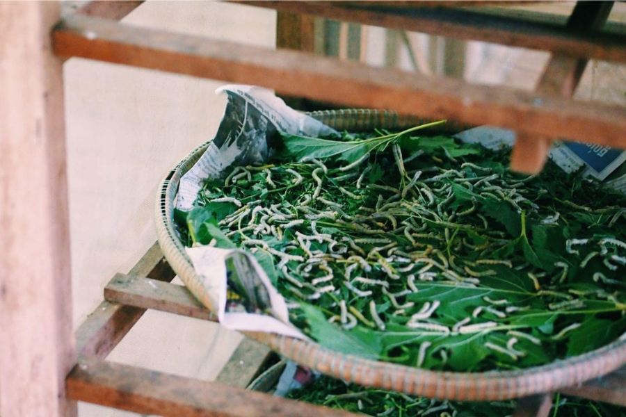 Un giorno nella Fattoria della Seta di Angkor, Siem Riep