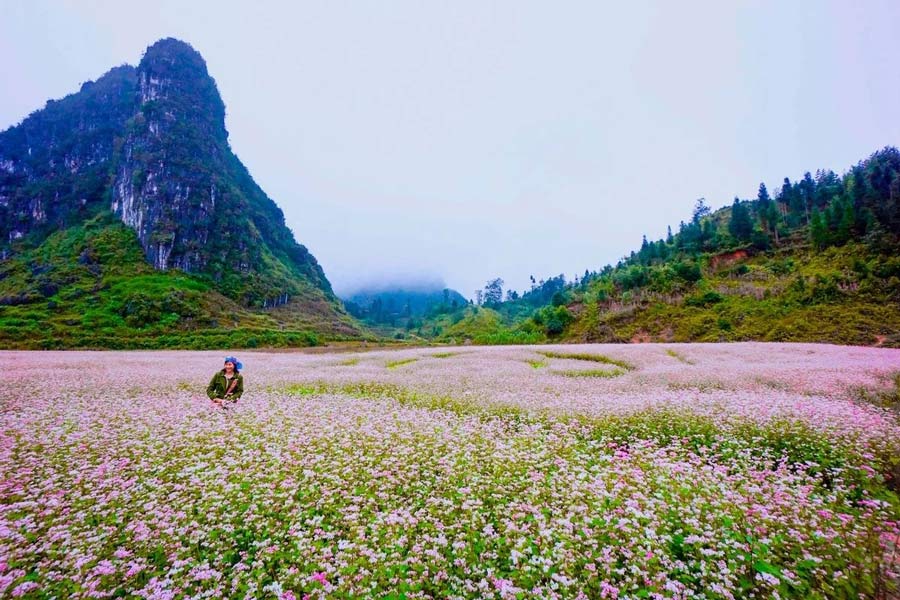 Autunno a Ha Giang: colline colorate dal fiore di grano saraceno