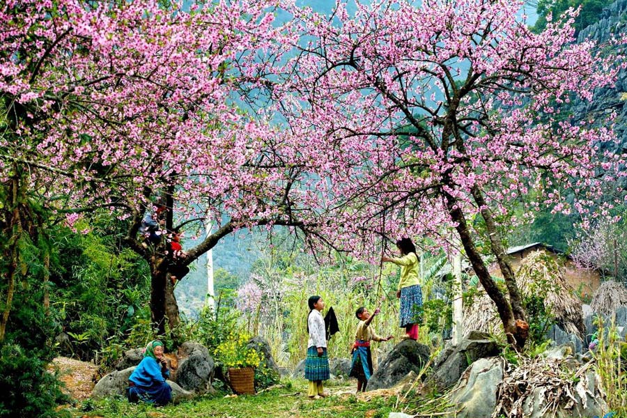 Primavera a Ha Giang: i fiori di pesco tingono le colline di rosa