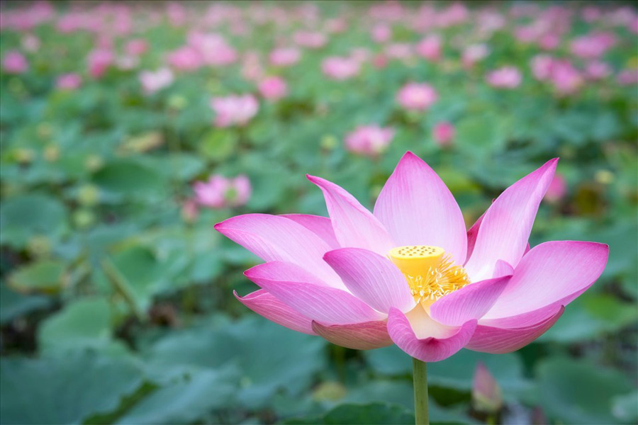 i fiori di loto