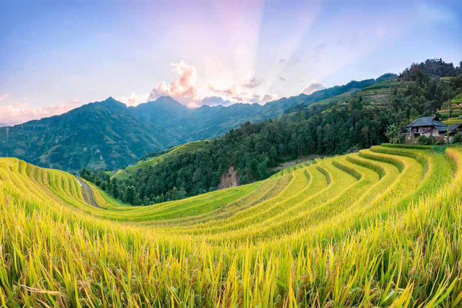 Le pìu belle risaie del Vietnam