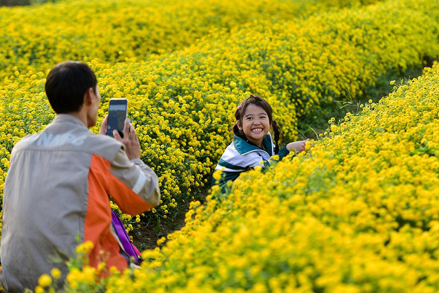 Il colore giallo brillante del campo di crisantemi a Hung Yen