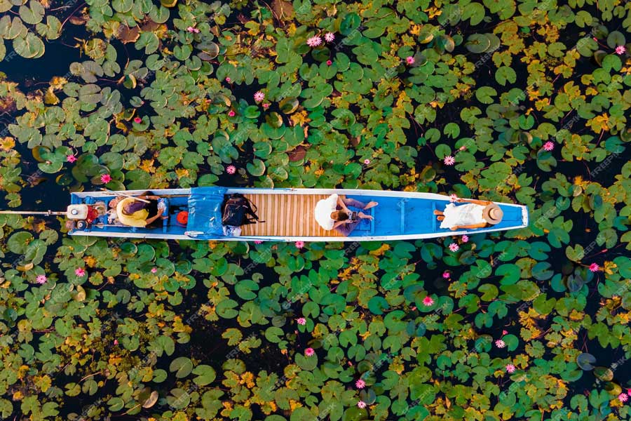  il campo di lotus di Kumphawapi 