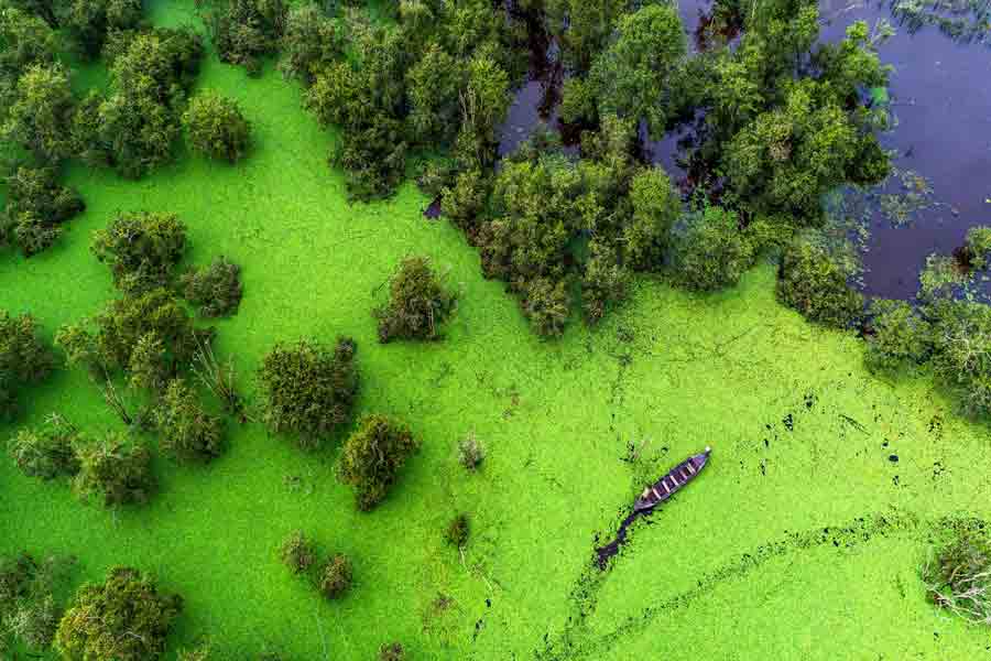 il giardino nazione degli uccelli Tram di Dong Thap