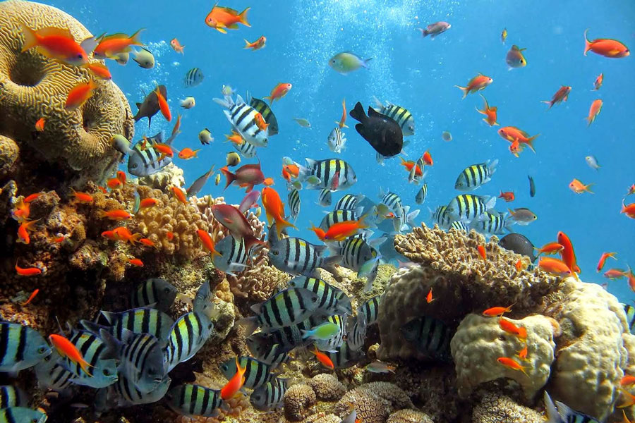 Esperienza l'immersione in Vietnam