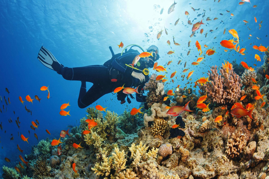 I punti di immersione più belli si trovano intorno a Koh Nang Yuan