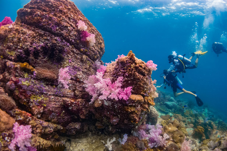 Partecipa alle attività di immersione a Koh Samet