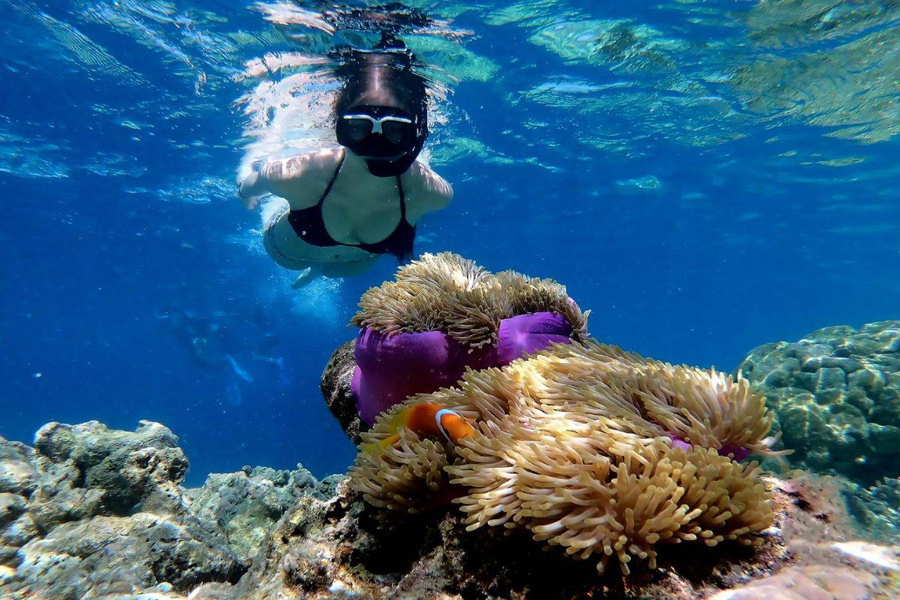 Immersioni con le colorate barriere coralline