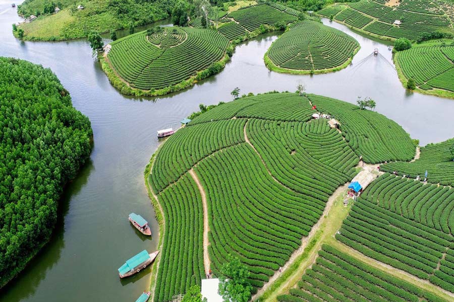 L'isola di tè Thanh Chuong a Nghe An