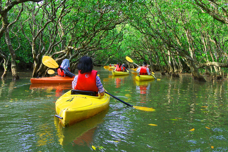 Partecipa al kayak tra le mangrovie