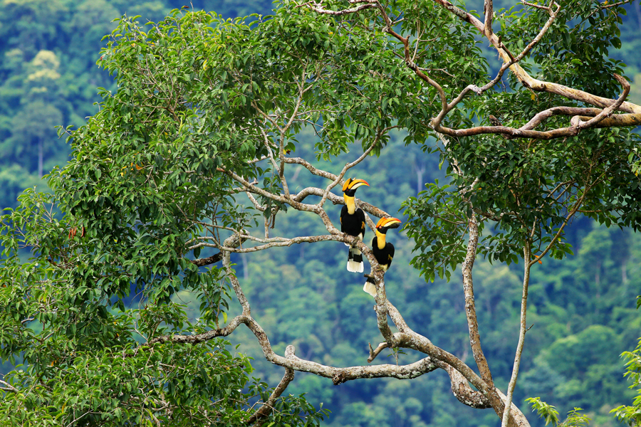 Osservazione degli uccelli nel Parco Nazionale di Khao Yai