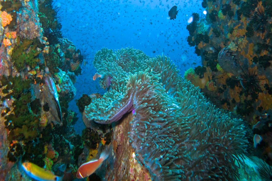 Koh Tao - Qual è il posto migliore in Thailandia per fare immersioni?