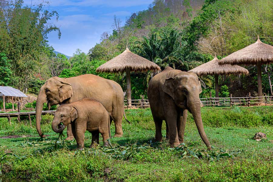 Chiang Mai