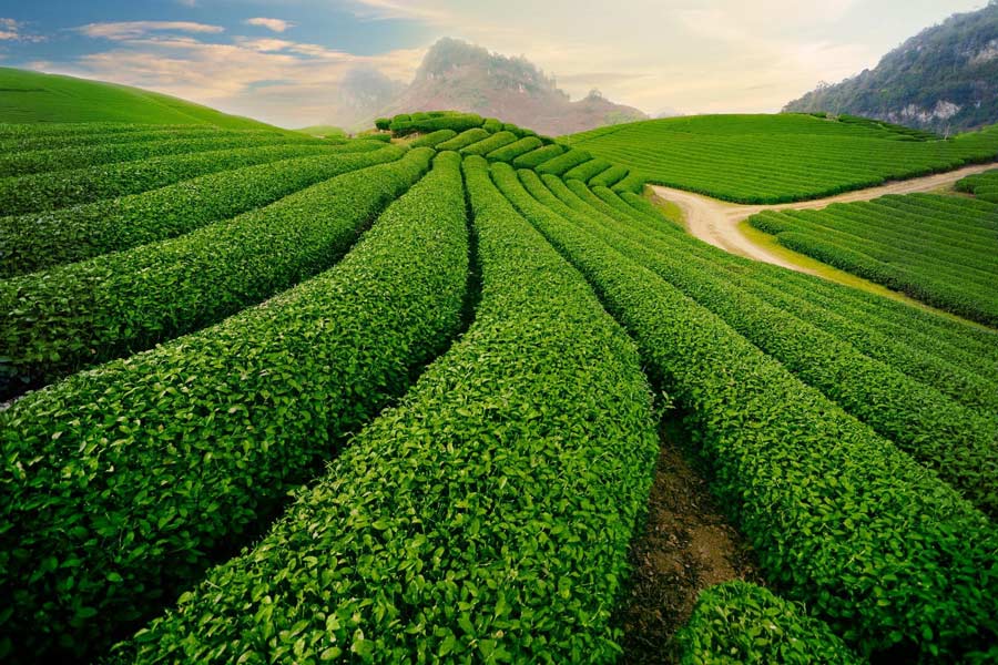 La collina di tè, Thai Nguyen