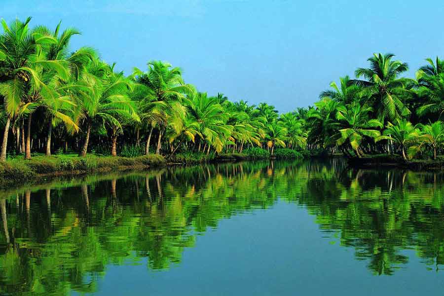 La foresta di cocco di Ben Tre