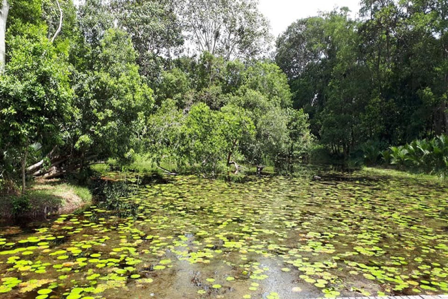 Ecosistema diversificato alla foresta di torbiere di Sirindhorn