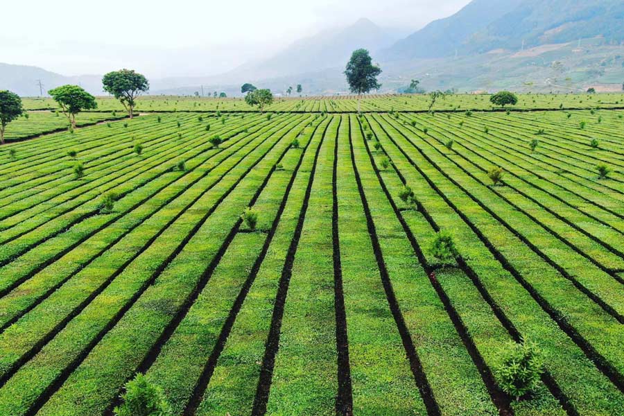 Collina del tè Tan Uyen, Lai Chau, Vietnam