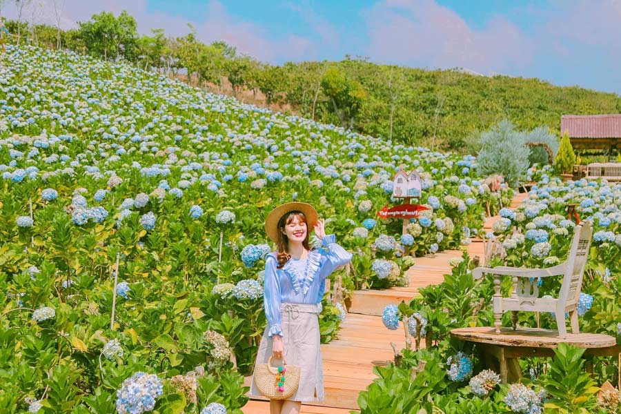 Le ortensie a Da Lat