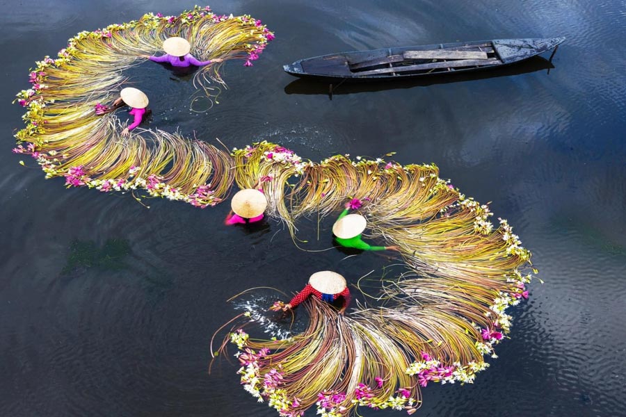 Campi di ninfee di Moc Hoa (Long An)