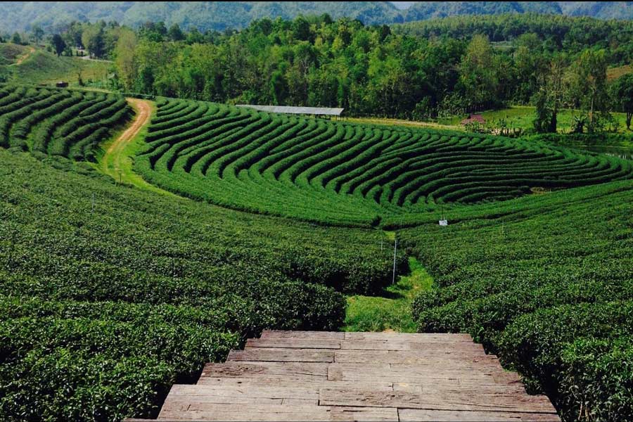 MaeChan - Guida di viaggio - Attrazione di Thailandia
