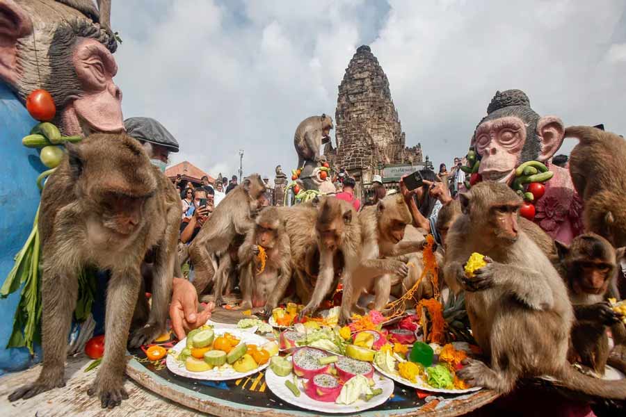 Monkey Festival 