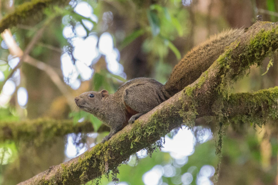 Fauna selvatica nel parco nazionale di Mu Ko Chang