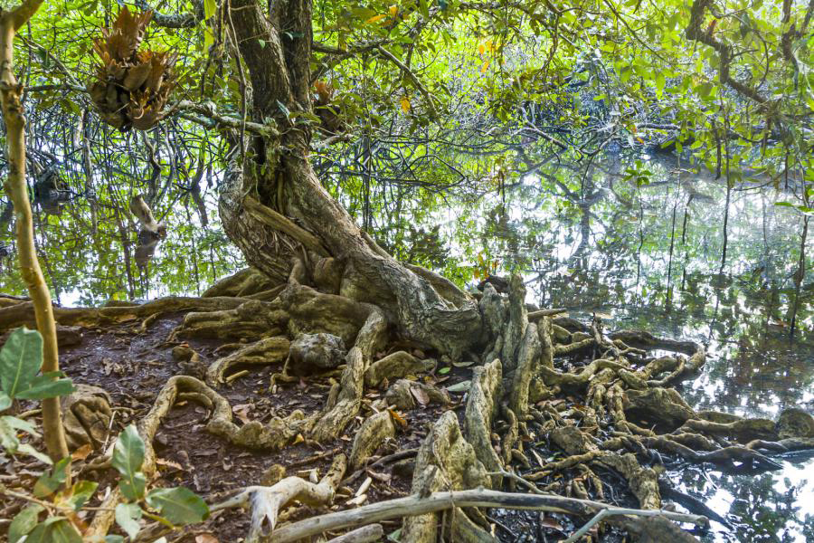 Le foreste di mangrovie 