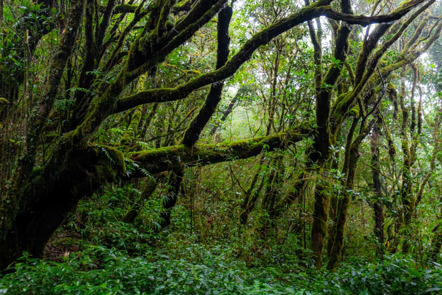 Parco Nazionale Chu Yang Sin - Attrazione in Dak Lak