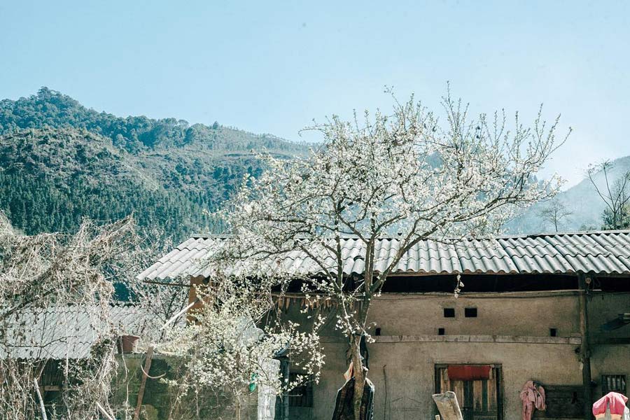 La bellezza dei fiori in inverno a Pho Bang