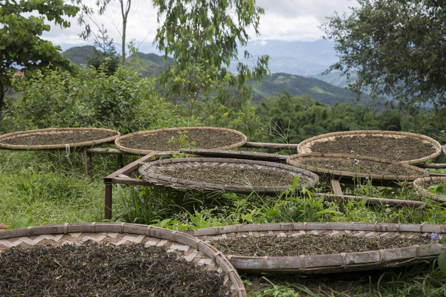 Giardino del tè vecchio di 400 anni
