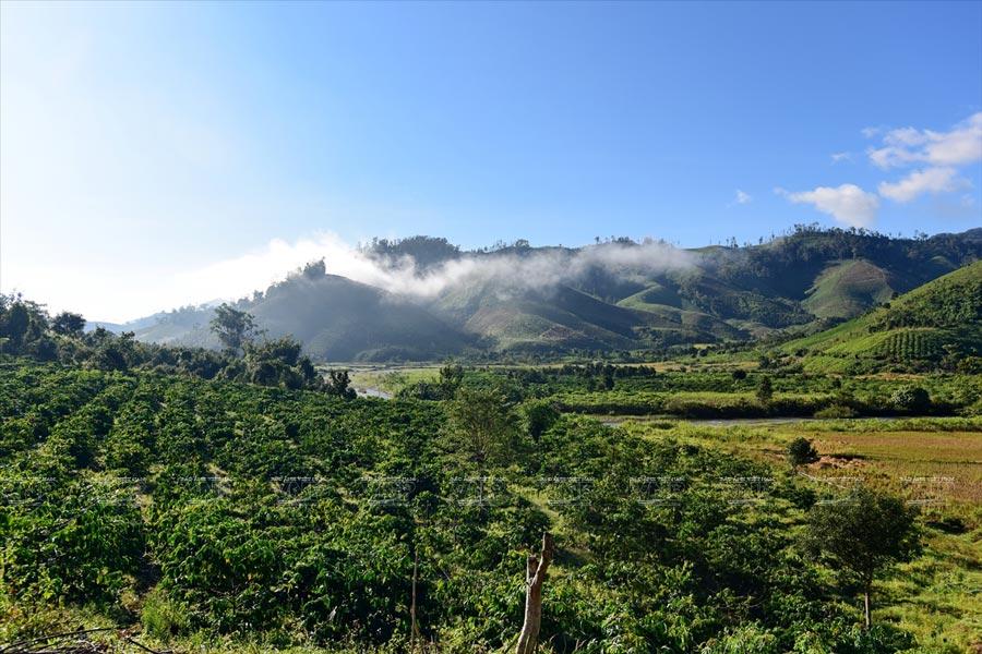 Paesaggio delle piantagioni di caffè in Thailandia