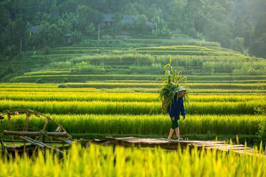 Le pìu belle risaie del Vietnam