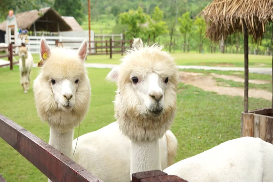 Ratchaburi - Viaggio - Thailandia