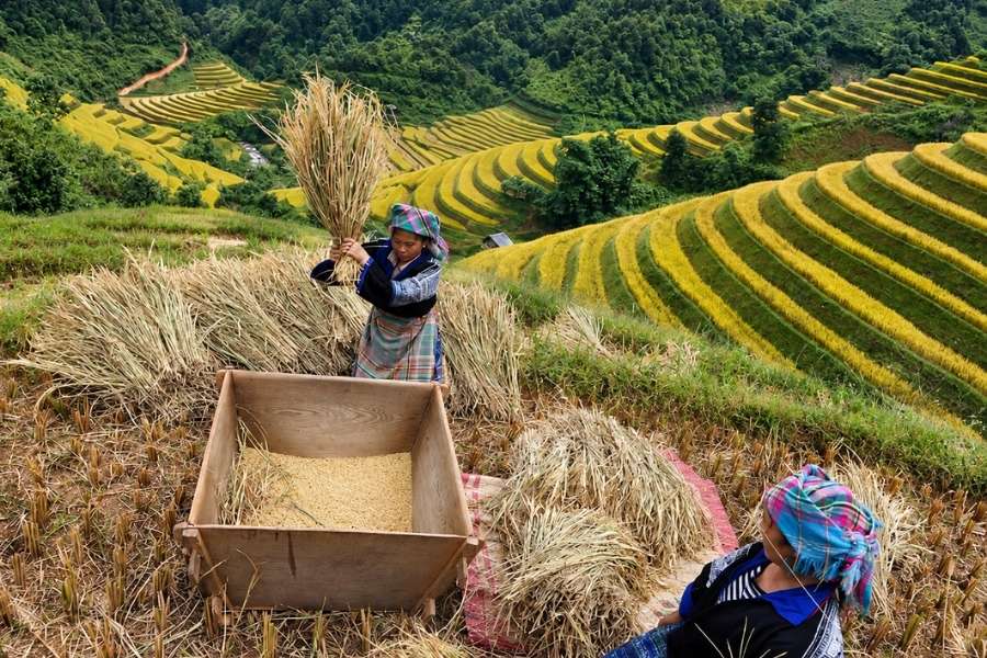 Contadini locali impegnati nella raccolta del riso sulle terrazze