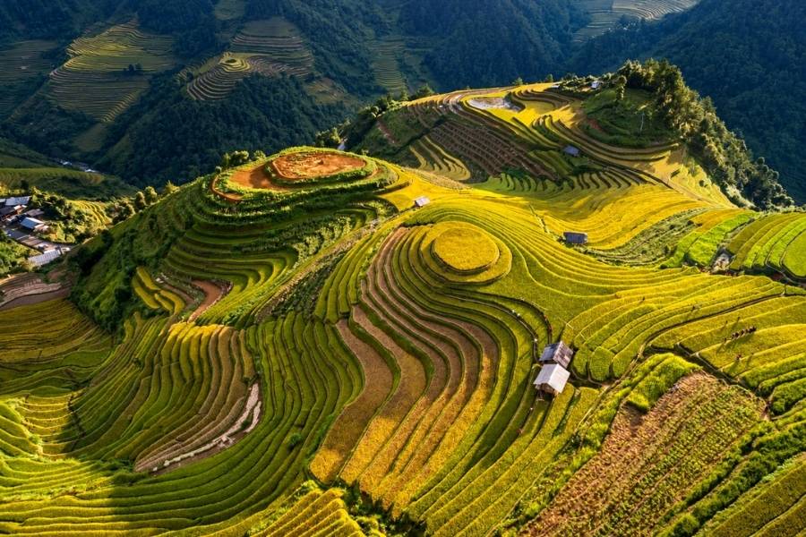 La splendida collina del mirtillo (Mam Xoi) a Mu Cang Chai