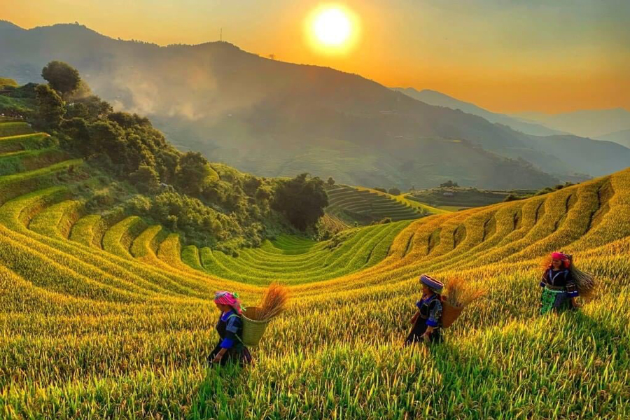 Le pìu belle risaie del Vietnam