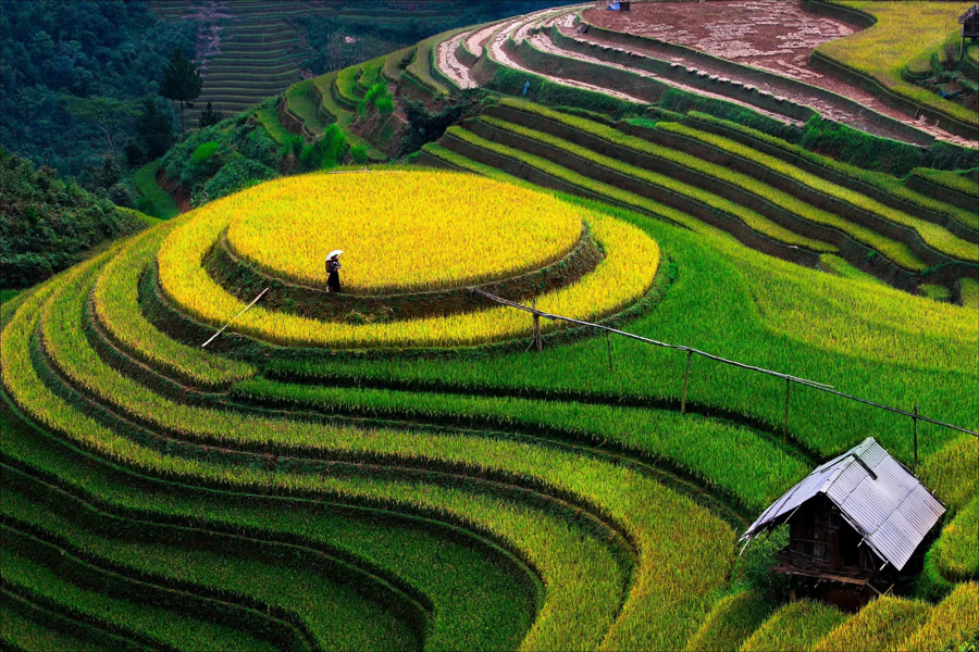 Le pìu belle risaie del Vietnam