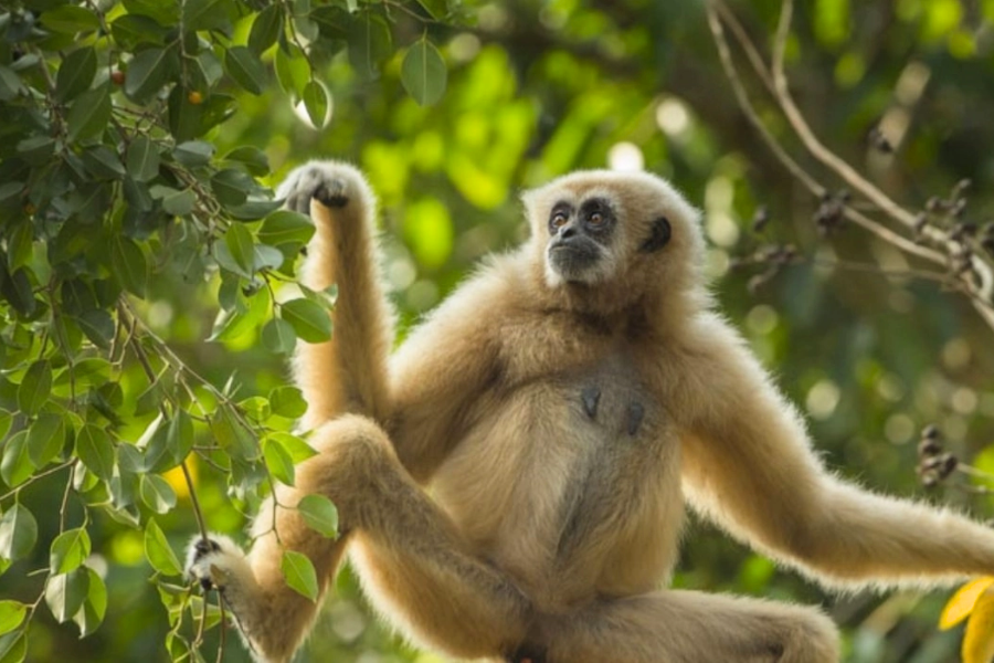 Riserva Naturale di Bokeo - Attrazione in Laos